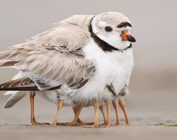 Pajaro