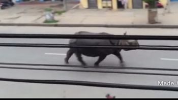 un rinoceronte mato a una mujer y dejo varios heridos en nepal un rinoceronte mato a una mujer y dejo varios heridos en nepal