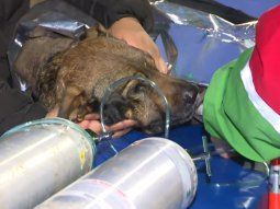 Así asistieron a Malón, un perro de 12 años afectado por el incendio en San Telmo