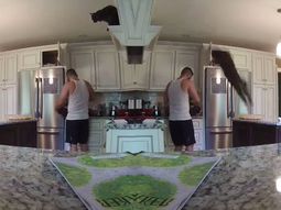 un gato volador salto por encima de su dueno y le arruino la comida un gato volador salto por encima de su dueno y le arruino la comida