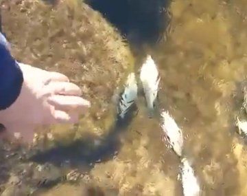 Ola de frío: el video de un arroyo congelado, con los peces incluidos