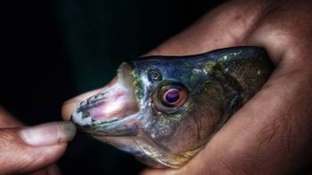 califican de hecho aislado el ataque de las palometas y descartan otros califican de hecho aislado el ataque de las palometas y descartan otros