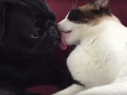 el tierno video entre un perro y un gato que se besan hasta dormirse el tierno video entre un perro y un gato que se besan hasta dormirse