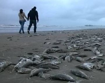 Preocupa la aparición de peces muertos