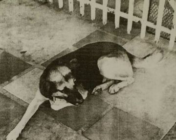 Misiones: un juez ordenó detener a un perro