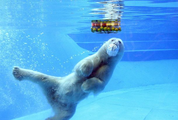 Murió el oso polar del Zoo por el calor sofocante del lunes