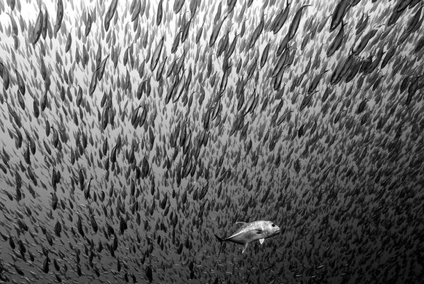 Las mejores fotografías de 2012 según National Geographic