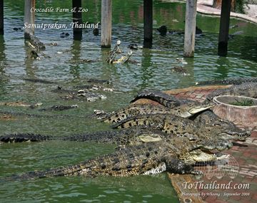 Terror en Sudáfrica por una invasión de cocodrilos