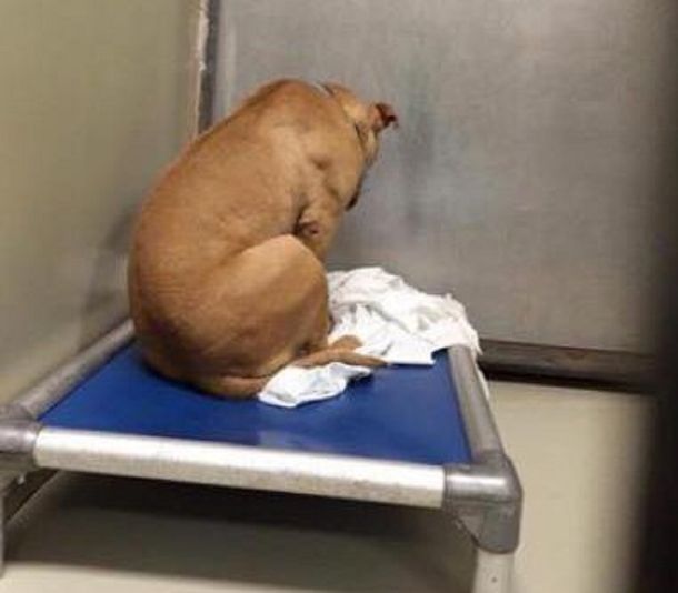 Un perro se deprime porque no lo adoptan y ahora sólo mira una pared