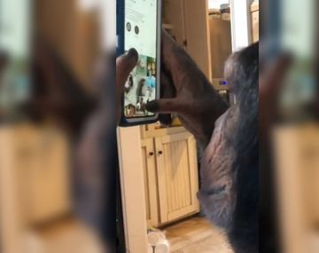 Un chimpancé se convirtió en el nuevo usuario estrella de Instagram