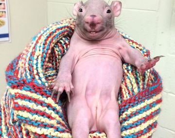 Rescatistas ayudan a la cría de una rara especie