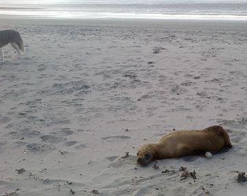 Logran rescatar a un lobo marino desnutrido