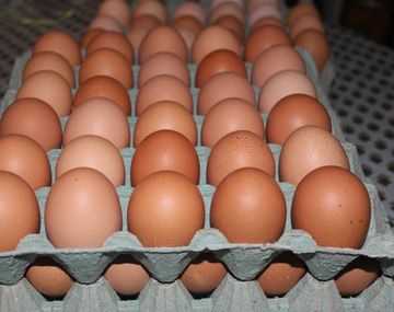EE.UU. importará huevos frescos de la Argentina
