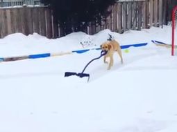 una perra quito la nieve de su patio una perra quito la nieve de su patio