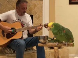 Un loro que canta rock se hizo viral