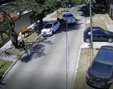 Una vaca se cayó de un camión y corrió por las calles de Temperley
