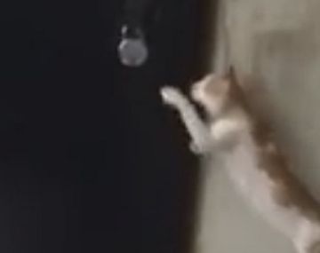 VIDEO: Conocé al gato más educado del mundo