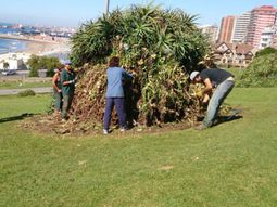 video: asi pasean las ratas por mar del plata video: asi pasean las ratas por mar del plata