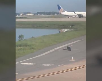 VIDEO: Un caimán hizo detener un avión cuando llegaba a la pista de aterrizaje