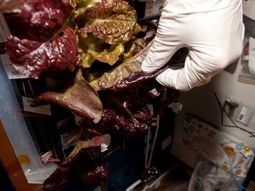 astronautas ya pueden comer lechuga cultivada en el espacio astronautas ya pueden comer lechuga cultivada en el espacio