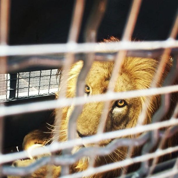 El viaje de tres leones hacia una vida mejor