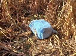 Encontraron 175 kilos de cocaína en un campo