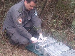 Hallaron otro paquete de cocaína a metros de donde cayó la avioneta
