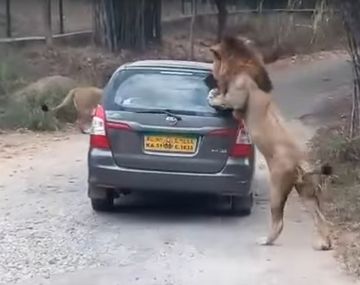 Un león atacó un auto en el parque nacional&nbsp;Bannerghatta
