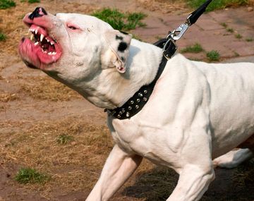 El pitbull pertenecería a uno de los integrantes de la familia