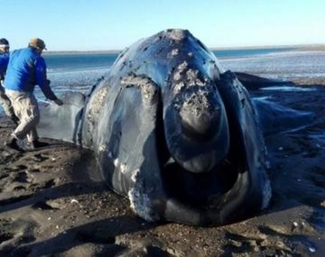 Desesperación por una ballena austral encallada