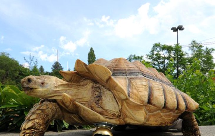 Tortuga con rueda