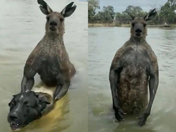 Australia: un hombre se peleó con un canguro para salvar a su perro