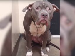 La tristeza del perro abandonado La tristeza del perro abandonado