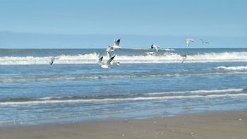 chubut: aclaran que no utilizaran a policias para eliminar gaviotas chubut: aclaran que no utilizaran a policias para eliminar gaviotas