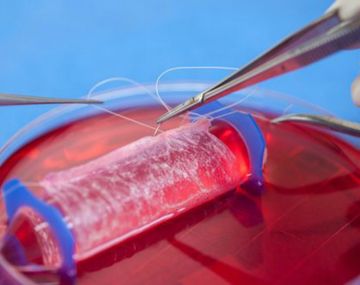 Vaginas de laboratorio