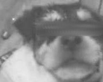 perro torturado
