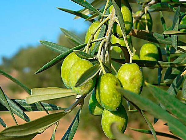 Suspende la producción de una tradicional planta de aceitunas argentinas