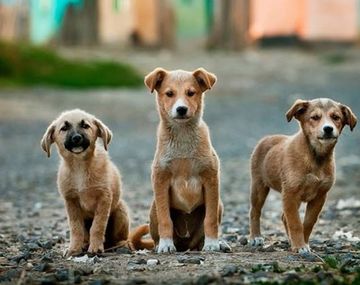 Proponen instalar frigoríficos para comercializar carne de perro