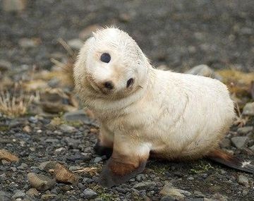 Nació un lobo marino albino cerca de Viedma