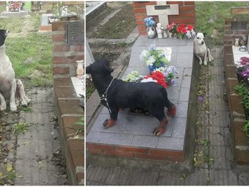 El más fiel: un perro no se despega de la tumba de su dueño