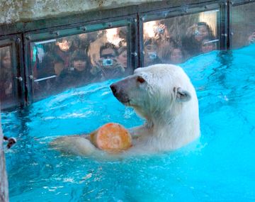 Aseguran que el informe contra el Zoo está equivocado