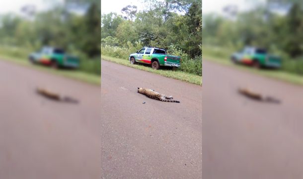 El hombre se llevó puesta a la yaguareté porque iba a una velocidad de 100 km/h