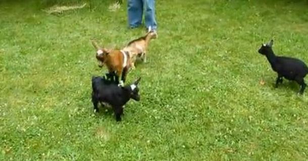 La cabra bebé que soñaba con ser una acróbata