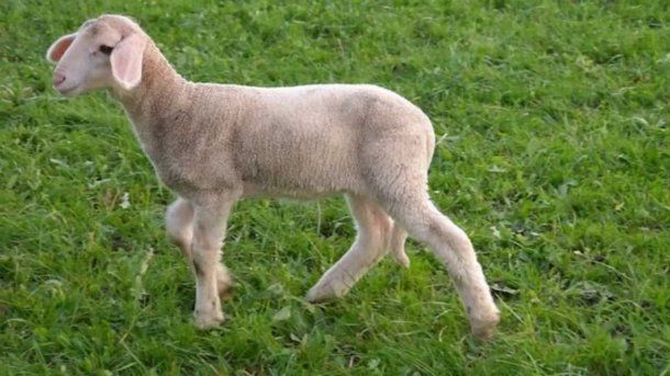 La rifa generó polémica en las redes sociales