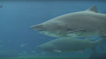 video: un tiburon casi el arranca el brazo a un buzo en un acuario video: un tiburon casi el arranca el brazo a un buzo en un acuario