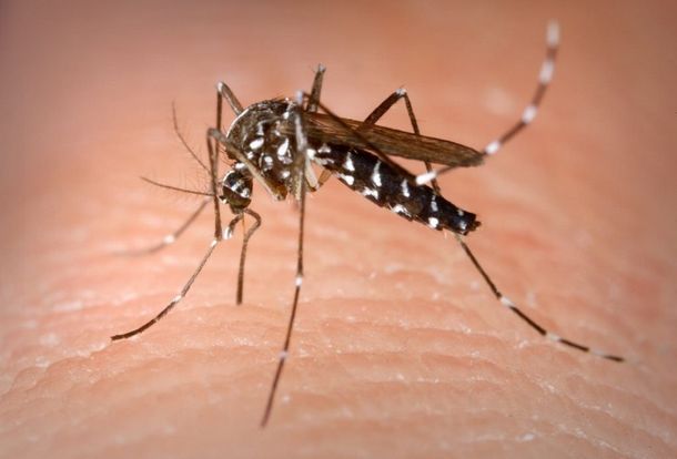 ¿Cómo seleccionan los mosquitos a sus víctimas?