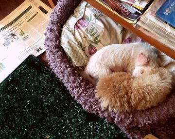 Luna ya se puso cómoda en su nueva casa