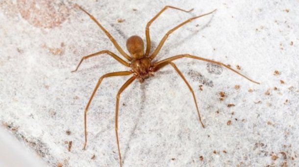 Nena de 1 año murió por la picadura de una "araña de rincón": el bicho asesino vive en las casas y se mueve de noche