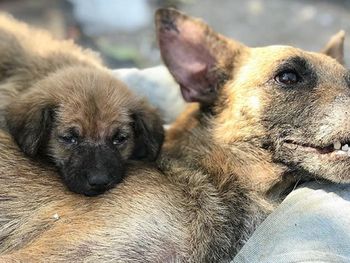 La conmovedora historia de un cachorro que no se separó de su madre mientras ella agonizaba