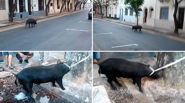 Sorpresa en Rosario: un chancho suelto por las calles del centro